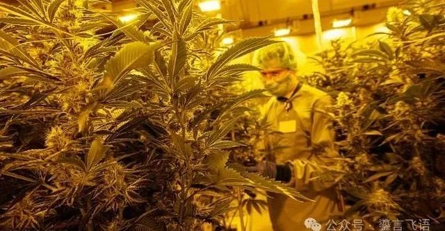 德国大麻合法化，“瘾君子”喜大普奔，凌晨首都聚会庆典：“全都赢麻了”