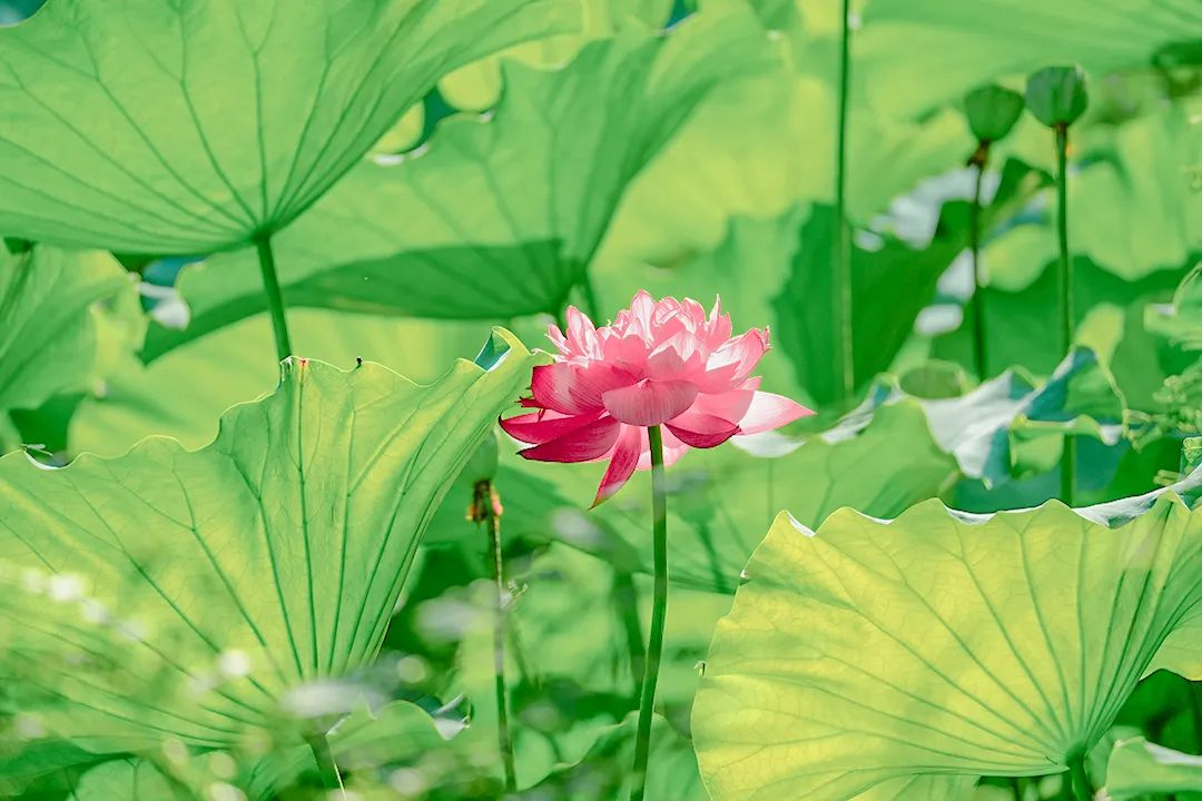 黄冈职业技术学院图书馆说节气：夏至日长，逐光生长